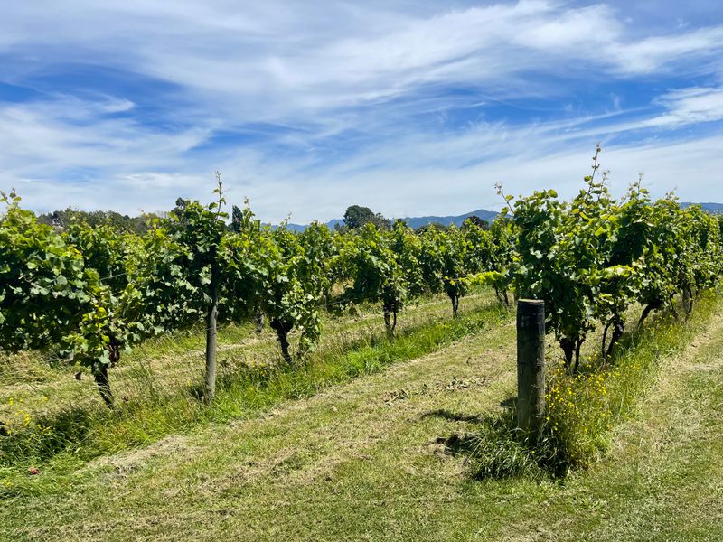 Wandering The Farm vineyard being taught about chardonnay by a master winemaker